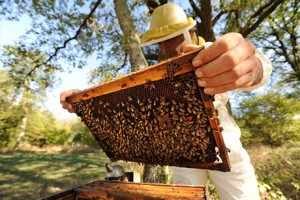 apiculteur-miel