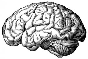 Cerveau gravure