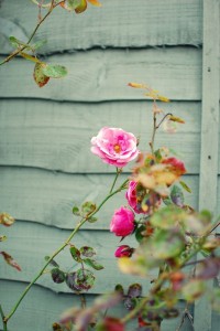 Rose jardin